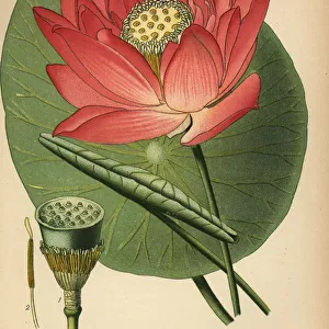 Sacred bean or Indian lotus, Nelumbo nucifera