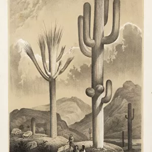 Saguaro cactus, Carnegiea gigantea
