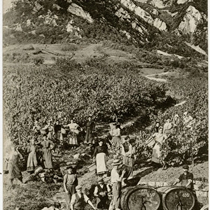 Salins-les-Bains - Grape Harvest at the foot of Mount Poupet