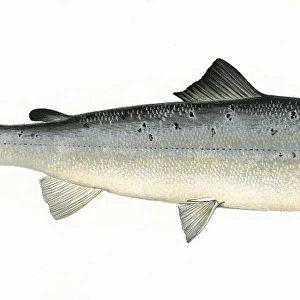 Salmo salar, or Atlantic Salmon