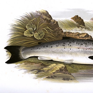 Salmo salar, or Atlantic Salmon (Grilse)