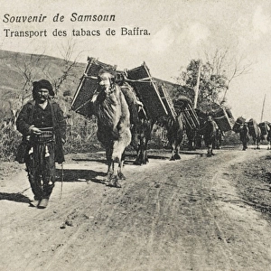 Samsun - Camels transporting tobacco