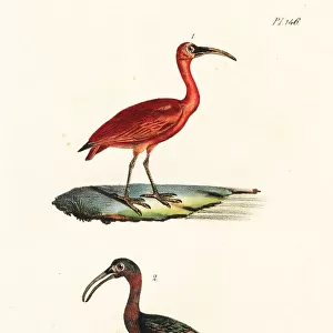 Scarlet ibis and olive ibis