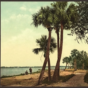 Scene; Indian River, Florida