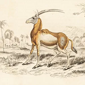 Scimitar oryx, Oryx dammah