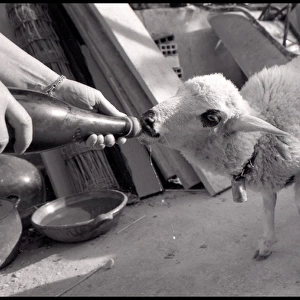 Sheep being bottle fed