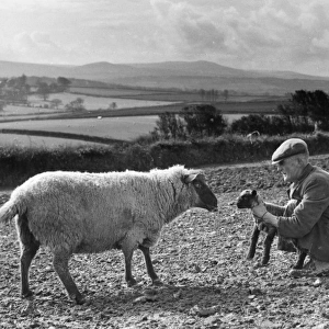 Shepherd with lamb and sheep, Devon