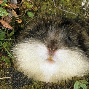 Siberian Lemming muzzle adult at the entrance