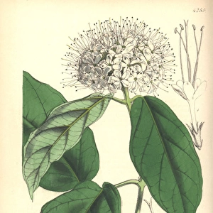 Sinuate leaved clerodendron, Clerodendron sinuatum