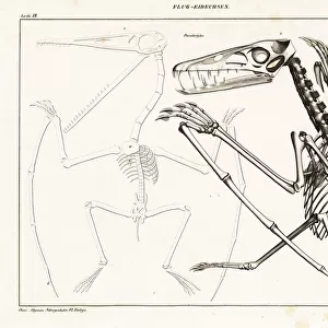 Skeleton of an extinct pterodactyl, Pterodactylus