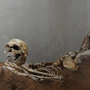 Skeleton of Man. Skhull Cave (Me arat Hagedi). Middle Paleol