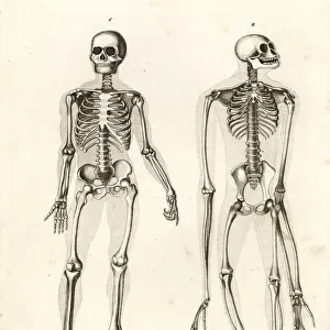 Skeletons of man and ape
