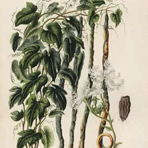 Snake gourd, Trichosanthes cucumerina