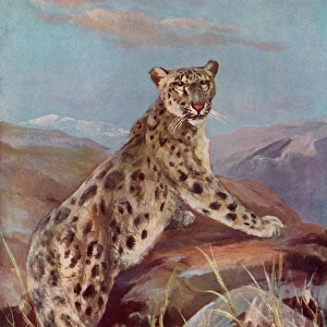 Snow Leopard (Or Ounce)