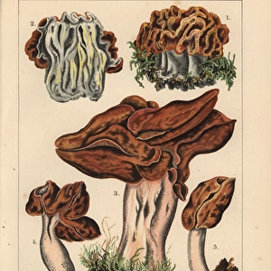 Snow morel, Gyromitra gigas, and hooded false