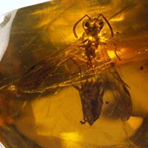 Social wasp in amber