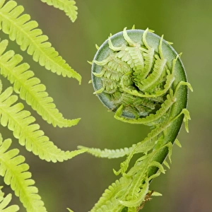 Sprouts of fern (fragment close-up) in mixed forest