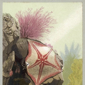 Two Starfish / 1856