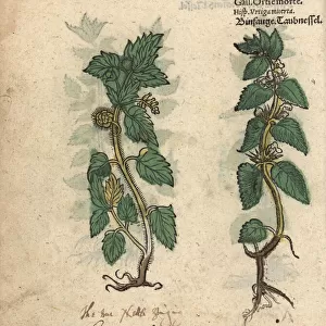 Stinging nettle, Urtica dioica, and hemp nettle