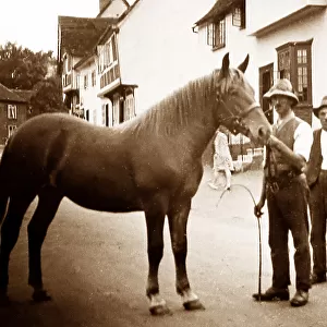 Suffolk Punch heavy horse