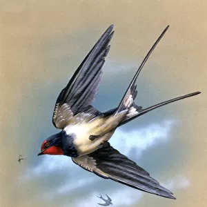 Swallows And Martins Related Images