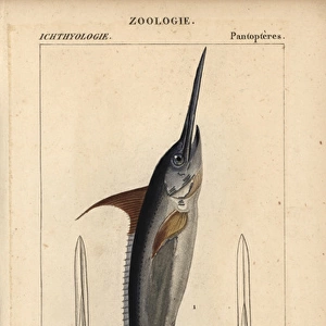 Swordfish, Xiphias gladius