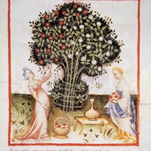 Tacuinum Sanitatis. Women taking roses to make rose water wi