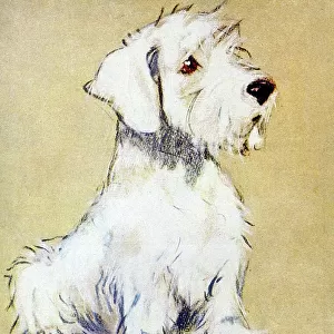 Taff, a puppy, by Muriel Dawson