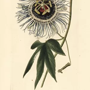 Tagua tagua passionflower, Passiflora serratodigitata