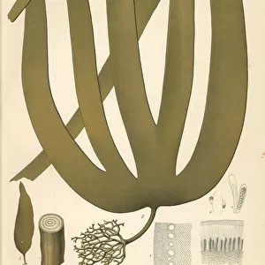 Tangle or cuvie kelp, Laminaria hyperborea