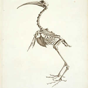 Threskiornis aethiopicus, sacred ibis skeleton