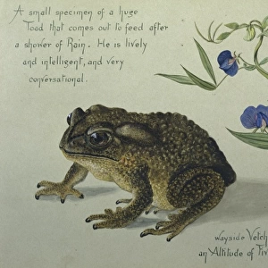 A Toad