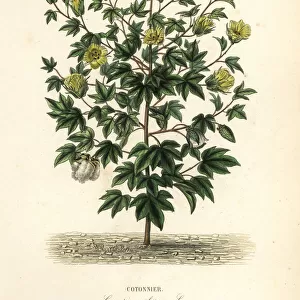 Tree cotton, Gossypium arboreum