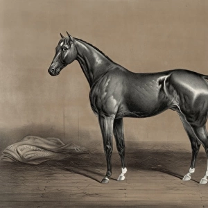 Trotting stallion Mambrino Champion owned by M. F. Foote