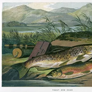 A Trout and a Char