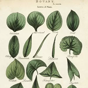 Types of leaves of plants