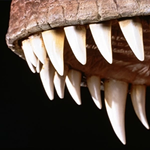 Tyrannosaurus rex teeth
