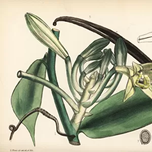 Vanilla orchid, Vanilla planifolia