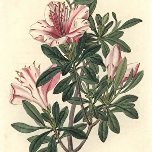 Variegated azalea, Rhododendron indicum Sweet var variegata