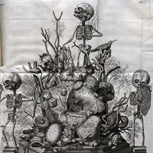 Various fetal skeletons displayed