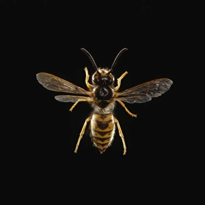Vespula vulgaris L. common wasp