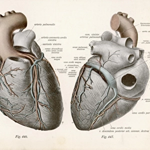 Two Views of the Heart
