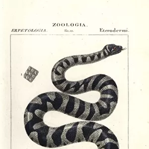 Wart snake or little filesnake, Acrochordus granulatus