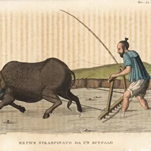 A water buffalo dragging a harrow