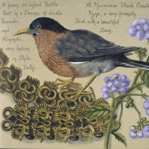 Watercolour of a bird by Olivia Fanny Tonge