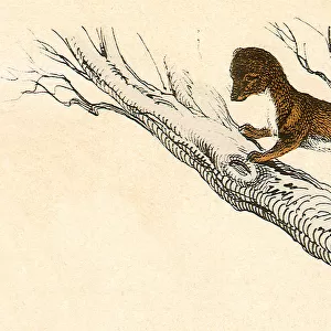 Weasel in a Tree Date: 1880