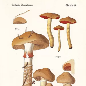 Webcap mushrooms