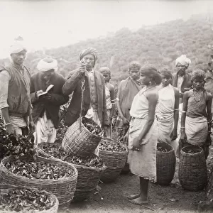 Weighing tea, plantation, Ceylon, Sri Lanka
