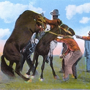 Western Canada - Cowboy saddling an outlaw