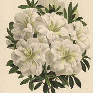 White azalea, Azalea indica var gardeniaeflora Lind